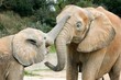 aniamux 088