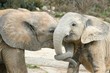 animaux 089
