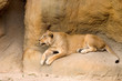 lioness