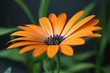fleur