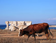 mucca