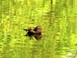 pato en el agua