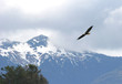 eagle soaring