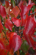 fall foliage