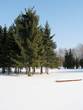 firs near brest fortress in belarus