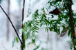 the first snow