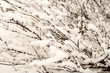 bush of a dwarf polar birch, background