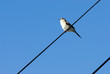 oiseau