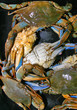 crabs
