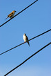 oiseaux
