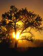 cottonwoodsunrise