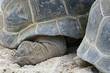 tortues