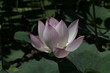 fleur de lotus fleur de lotus