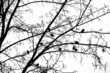 winter birds