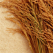 freshly harvested rice