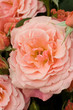 award winning rose