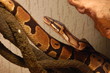 serpent3