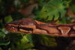 serpent7