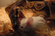 serpent8