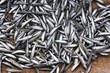 anchovy fish