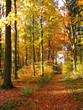 waldweg im herbstwald