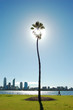 person on walk among palm tree and river cityline person on walk among palm tree and river cityline