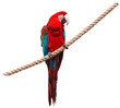 parrot