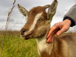 goat kid cub hand caress