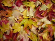 feuilles d'automne