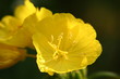 nachtkerze -