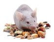 little mouse