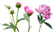 peonies