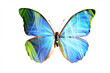 blue morpho