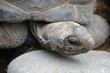 tortue elephantine