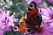papillon papillon