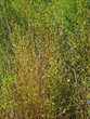 bamboo bamboo