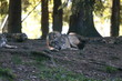 wolf wolf