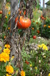 rouge tomate
