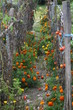 potager d'automne