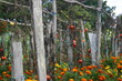 jardin d'automne