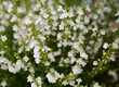 white flowers