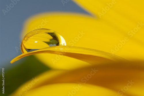 wasserperle