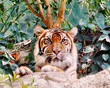 majestic tiger majestic tiger