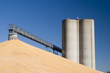 corn at the grain elevator