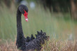 black swan nesting on green grass next to swan riv black swan nesting on green grass next to swan riv