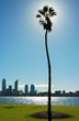 palm tree and river cityline with skyscraper palm tree and river cityline with skyscraper