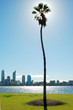 palm tree and river cityline with skyscraper palm tree and river cityline with skyscraper