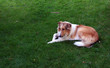 tricolor collie
