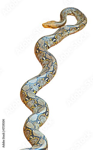 Photo: isolated python isolated python