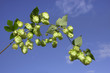 hops on sky hops on sky